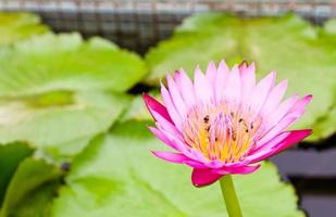 Bees on Water lily photo