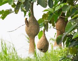 Baya weaver bird nest photo