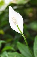 White Flamingo flower photo