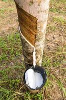 Tapping latex from Rubber tree photo