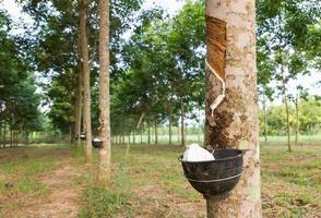 Tapping latex from Rubber tree photo