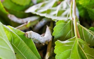 Silkworms eating mulberry leaf photo