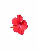 Red flowers of the type of tropical plants that can bloom in autumn. warming up in the fall.in isolation on a white background photo