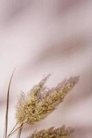 Pampas grass and shadows on a neutral pastel background. Background for inscriptions and stories photo