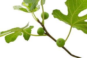 Three green figs hanging froam the branch of the tree isolated on white background photo