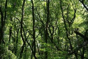 Lush green swamp . The sun is peaking through the thick foliage to reveal a gorgeous natural landscape photo