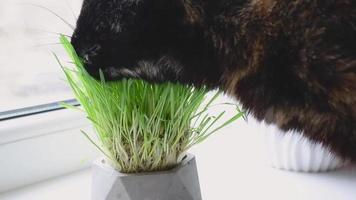 el gato doméstico negro y rojo come hierba fresca en el primer plano del alféizar de la ventana. video