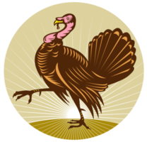 Wild turkey walking side view png