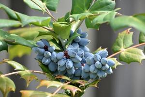 Oregon Grapes on an Ornamental Shrub in Summer photo