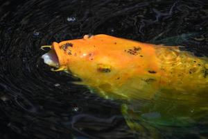 increíble pez koi naranja nadando en un estanque foto