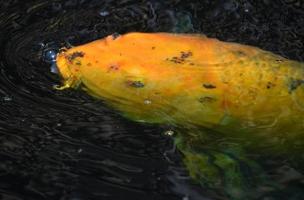 Japanese Koi Fish in a Dark Pond photo