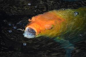 gran pez koi naranja con la boca abierta foto