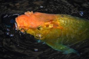 Terrific Swimming Koi Fish in Dark Waters photo