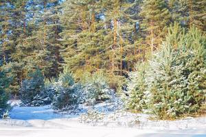 Frozen winter forest with snow covered trees. photo