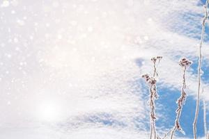 Blurred frozen grass. Winter abstract background. Landscape. photo