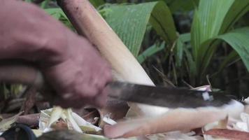 processamento de brotos de bambu, separados da pele dos brotos de bambu para que estejam prontos para serem cozidos video