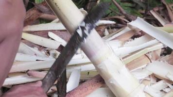 processamento de brotos de bambu, separados da pele dos brotos de bambu para que estejam prontos para serem cozidos video