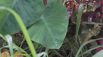 raindrops falling on taro leaves video