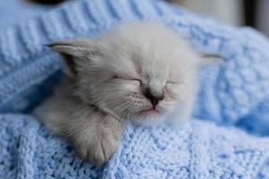 closeup of the snout of a sleeping british shorthair kitten of silver color buried in a blue knitted blanket. Siberian nevsky masquerade cat color point. High quality photo