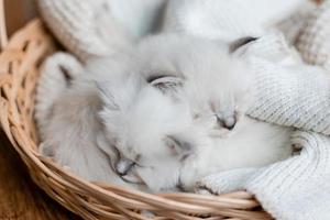 Closeup of a British shorthair kittens of silver color sleeping in a wicker basket standing on a wooden floor. Top view. Siberian nevsky masquerade cat color point. Pedigree pet. High quality photo