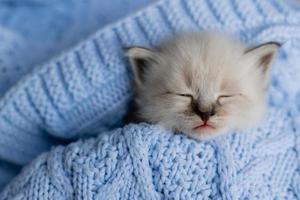 closeup of the snout of a sleeping british shorthair kitten of silver color buried in a blue knitted blanket. Siberian nevsky masquerade cat color point. High quality photo