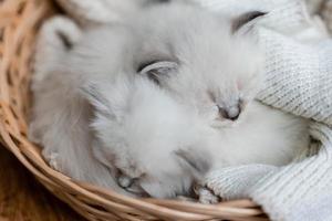 Closeup of a British shorthair kittens of silver color sleeping in a wicker basket standing on a wooden floor. Top view. Siberian nevsky masquerade cat color point. Pedigree pet. High quality photo