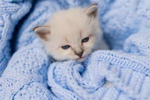 closeup of the snout of a sleeping british shorthair kitten of silver color buried in a blue knitted blanket. Siberian nevsky masquerade cat color point. High quality photo