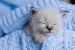 primer plano del hocico de un gatito británico de pelo corto dormido de color plateado enterrado en una manta de punto azul. punto de color del gato de la mascarada nevsky siberiano. foto de alta calidad