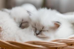 Closeup of a British shorthair kittens of silver color sleeping in a wicker basket standing on a wooden floor. Top view. Siberian nevsky masquerade cat color point. Pedigree pet. High quality photo