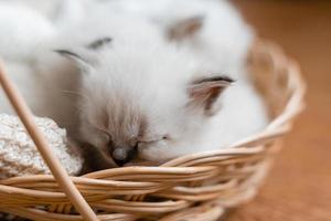 Closeup of a British shorthair kittens of silver color sleeping in a wicker basket standing on a wooden floor. Top view. Siberian nevsky masquerade cat color point. Pedigree pet. High quality photo