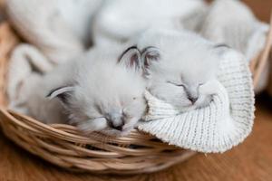 Closeup of a British shorthair kittens of silver color sleeping in a wicker basket standing on a wooden floor. Top view. Siberian nevsky masquerade cat color point. Pedigree pet. High quality photo