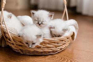 Closeup of a British shorthair kittens of silver color sleeping in a wicker basket standing on a wooden floor. Top view. Siberian nevsky masquerade cat color point. Pedigree pet. High quality photo