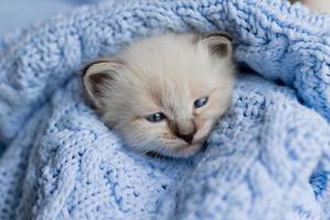 closeup of the snout of a sleeping british shorthair kitten of silver color buried in a blue knitted blanket. Siberian nevsky masquerade cat color point. High quality photo