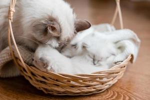 Closeup of a British shorthair kittens of silver color sleeping in a wicker basket standing on a wooden floor. Top view. Siberian nevsky masquerade cat color point. Pedigree pet. High quality photo