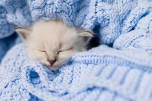 closeup of the snout of a sleeping british shorthair kitten of silver color buried in a blue knitted blanket. Siberian nevsky masquerade cat color point. High quality photo