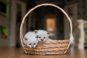 Closeup of a British shorthair kittens of silver color sleeping in a wicker basket standing on a wooden floor. Top view. Siberian nevsky masquerade cat color point. Pedigree pet. High quality photo