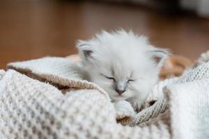 Closeup of a British shorthair kittens of silver color sleeping in a wicker basket standing on a wooden floor. Top view. Siberian nevsky masquerade cat color point. Pedigree pet. High quality photo