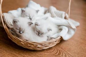 Closeup of a British shorthair kittens of silver color sleeping in a wicker basket standing on a wooden floor. Top view. Siberian nevsky masquerade cat color point. Pedigree pet. High quality photo