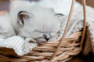 Closeup of a British shorthair kittens of silver color sleeping in a wicker basket standing on a wooden floor. Top view. Siberian nevsky masquerade cat color point. Pedigree pet. High quality photo