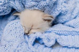 closeup of the snout of a sleeping british shorthair kitten of silver color buried in a blue knitted blanket. Siberian nevsky masquerade cat color point. High quality photo