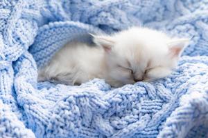 closeup of the snout of a sleeping british shorthair kitten of silver color buried in a blue knitted blanket. Siberian nevsky masquerade cat color point. High quality photo
