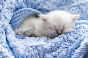 closeup of the snout of a sleeping british shorthair kitten of silver color buried in a blue knitted blanket. Siberian nevsky masquerade cat color point. High quality photo