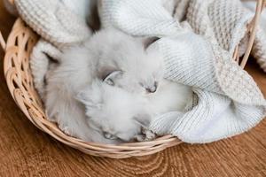 Closeup of a British shorthair kittens of silver color sleeping in a wicker basket standing on a wooden floor. Top view. Siberian nevsky masquerade cat color point. Pedigree pet. High quality photo