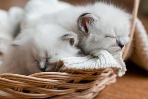 Closeup of a British shorthair kittens of silver color sleeping in a wicker basket standing on a wooden floor. Top view. Siberian nevsky masquerade cat color point. Pedigree pet. High quality photo