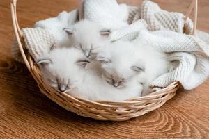 Closeup of a British shorthair kittens of silver color sleeping in a wicker basket standing on a wooden floor. Top view. Siberian nevsky masquerade cat color point. Pedigree pet. High quality photo