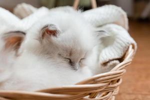 Closeup of a British shorthair kittens of silver color sleeping in a wicker basket standing on a wooden floor. Top view. Siberian nevsky masquerade cat color point. Pedigree pet. High quality photo