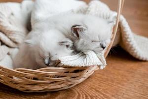 Closeup of a British shorthair kittens of silver color sleeping in a wicker basket standing on a wooden floor. Top view. Siberian nevsky masquerade cat color point. Pedigree pet. High quality photo