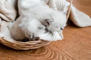 Closeup of a British shorthair kittens of silver color sleeping in a wicker basket standing on a wooden floor. Top view. Siberian nevsky masquerade cat color point. Pedigree pet. High quality photo