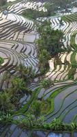 Vertical aerial video in an amazing landscape rice field on Jatiluwih Rice Terraces, Bali, Indonesia.