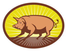 Pig side view with sunburst png